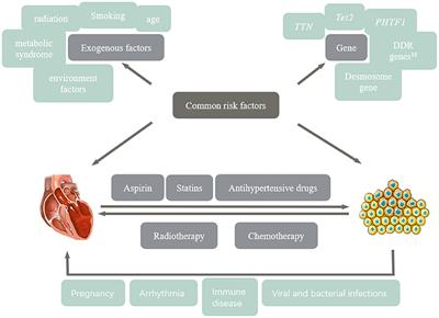 Cardio-Oncology: A Myriad of Relationships Between Cardiovascular Disease and Cancer